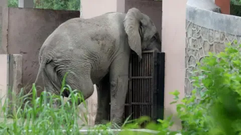 The Solitary Life and Passing of Delhi’s Only African Elephant